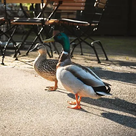 Sopherl Am - Fruehstueck Auf Der Seeterrasse, Sehr Ruhig Und Wunderschoen Am See, 3 Minuten Nach Oberpfaffenhofen, Viele Radtouren, Restaurants & Cafes In Der Umgebung Hotel 3*