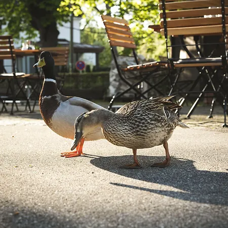 Sopherl Am - Fruehstueck Auf Der Seeterrasse, Sehr Ruhig Und Wunderschoen Am See, 3 Minuten Nach Oberpfaffenhofen, Viele Radtouren, Restaurants & Cafes In Der Umgebung Hotel